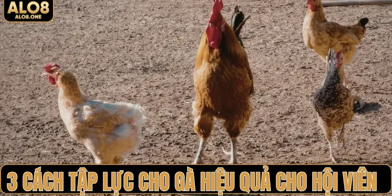 3 cách tập lực cho gà hiệu quả cho hội viên