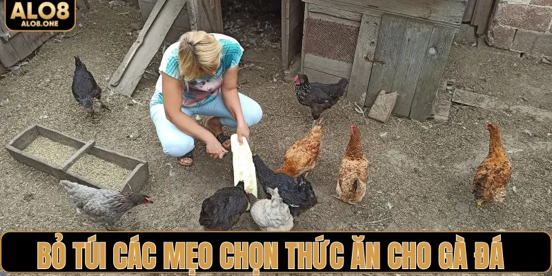 Bỏ túi các mẹo chọn thức ăn cho gà đá