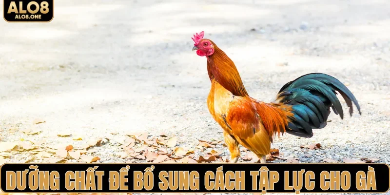 Dưỡng chất để bổ sung cách tập lực cho gà