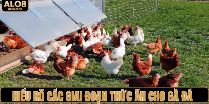 Hiểu rõ các giai đoạn thức ăn cho gà đá