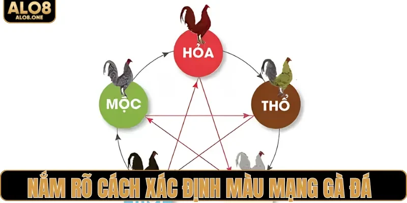 Nắm rõ cách xác định màu mạng gà đá