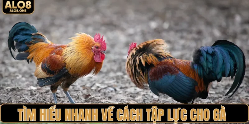 Tìm hiểu nhanh về cách tập lực cho gà