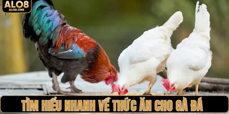 Tìm hiểu nhanh về thức ăn cho gà đá