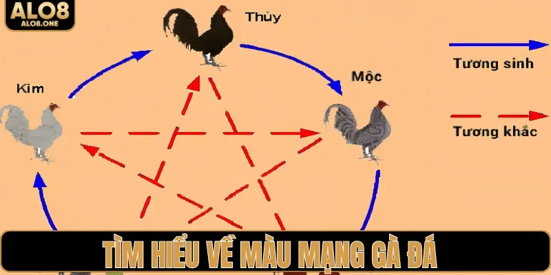 Tìm hiểu về màu mạng gà đá